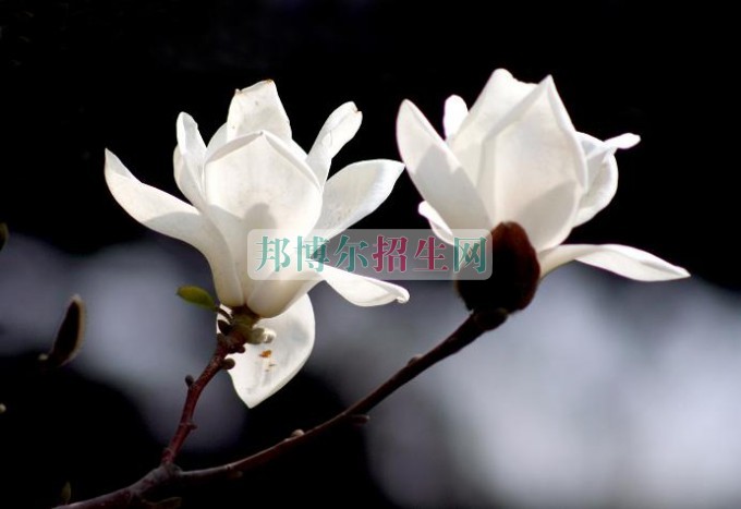 高中畢業(yè)學稅務(wù)